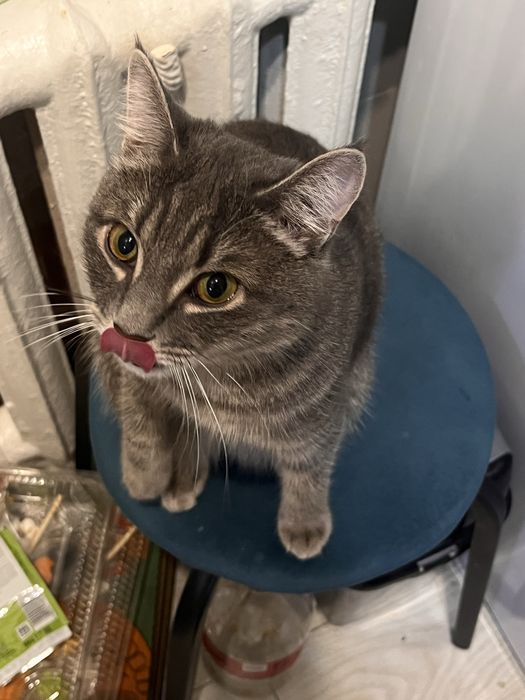 Кошка годик бесплатно