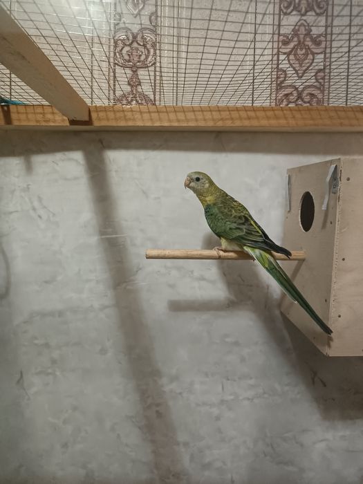 Pevchi Певчи popugay