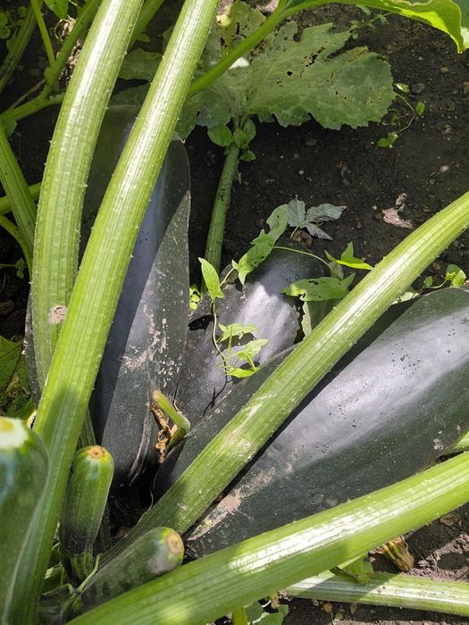 Продам кабачки ..