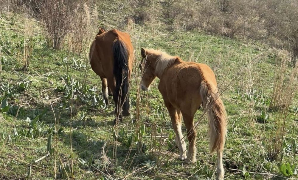 Бие жабағысымен
