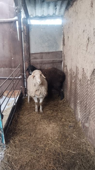 Продам баран матки