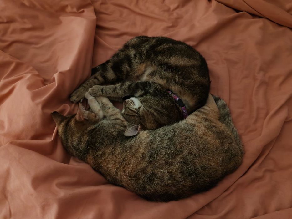 Adoptie Poppy, pisica sociala si dragastoasa