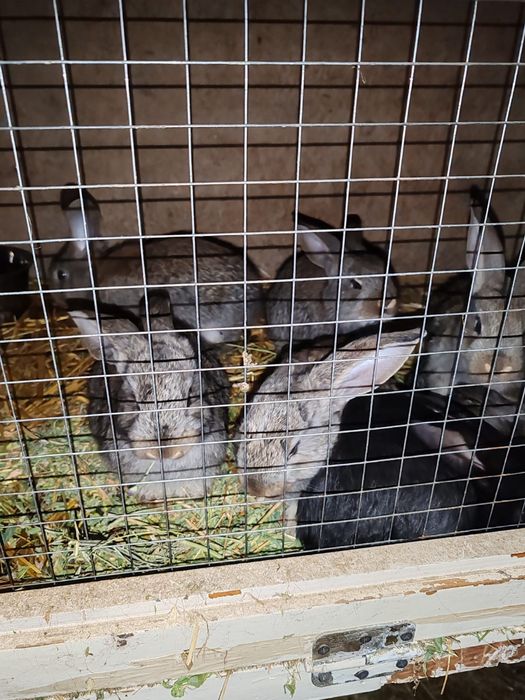 Продам кроликов.