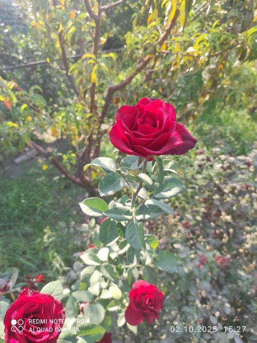 Роза атиргул atirgul koʻchatlari