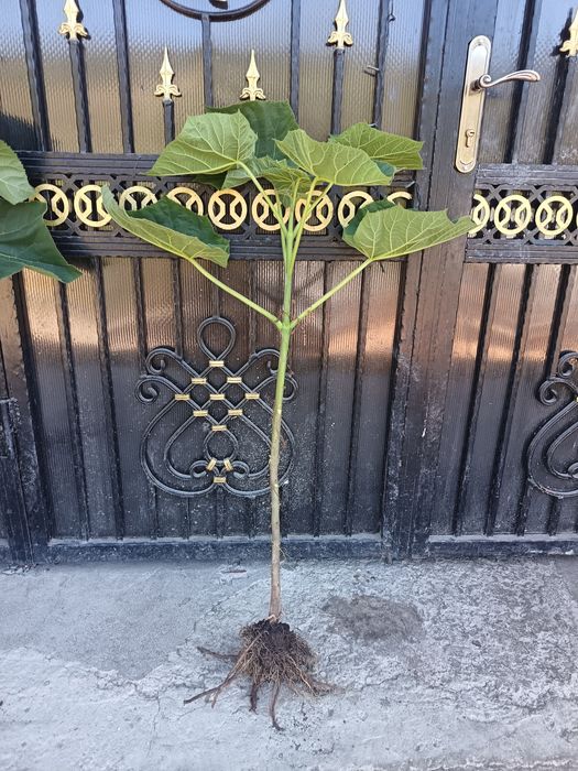 Butași de pawlounia de vânzare