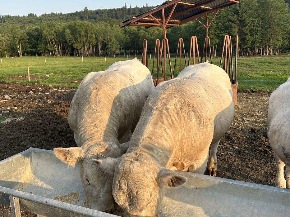 De vânzare taur Charolaise pentru montā.