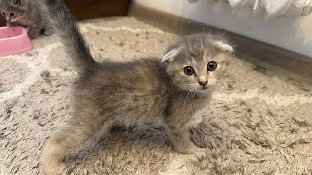Котята отдам даром