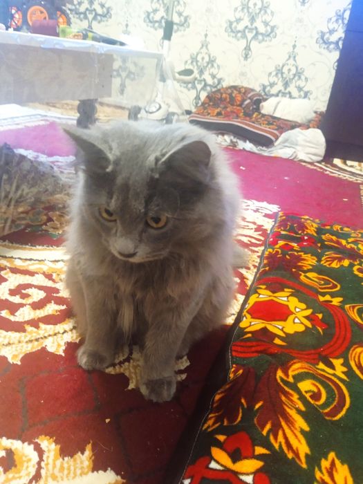 Мушук скотиш британский