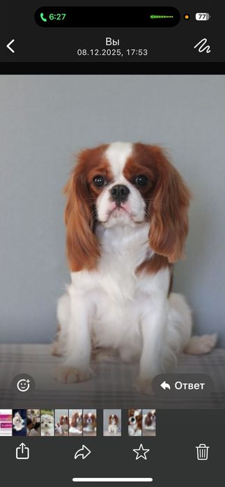 Щенки кавалеры резерв