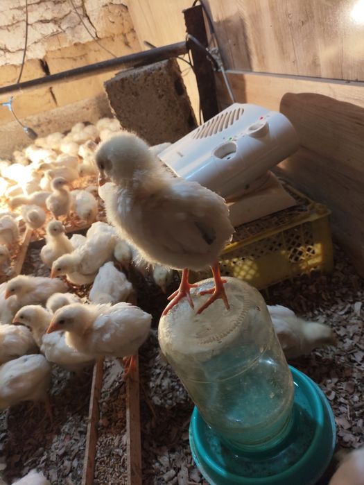 20 kunlik jójala sotiladi arzon