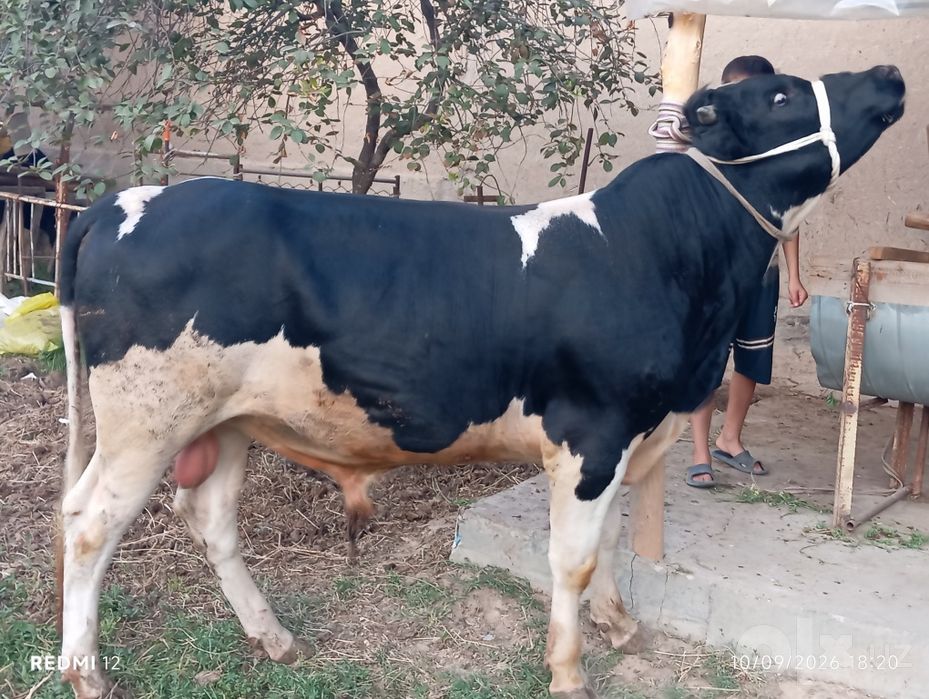 Sifat buqalar sotiladi