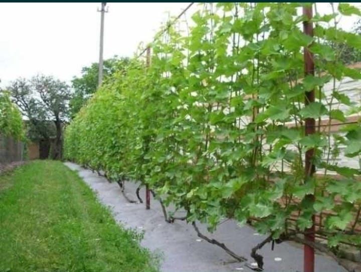 Обрезка Винограда в Атырау.