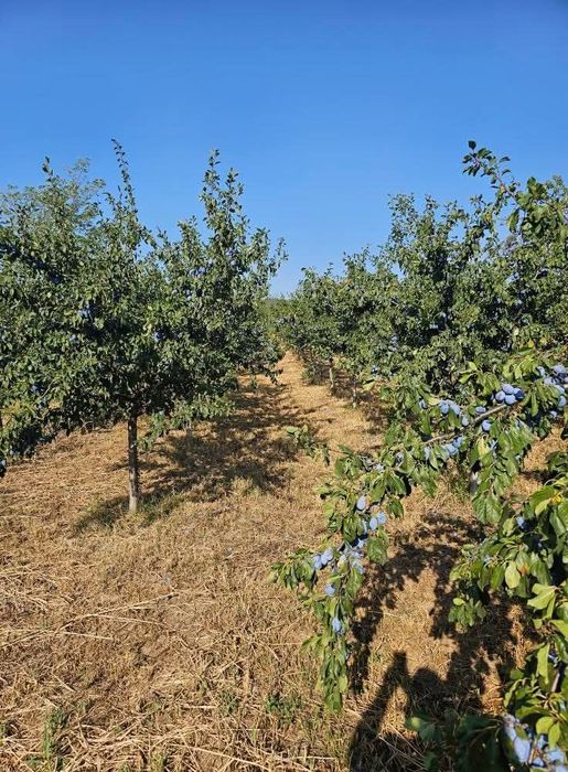 Teren intravilan Sasenii Noi