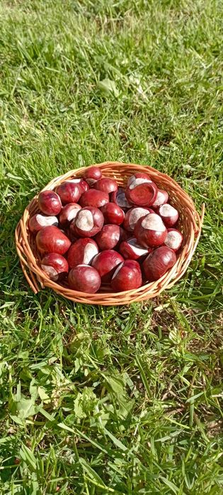 Каштан конский (лечебный) свежий сбор.