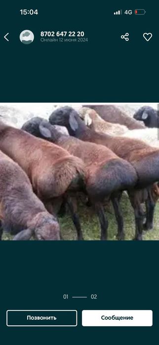 Кой кошкар токты баран