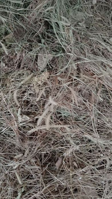 Пичан боглами 25000