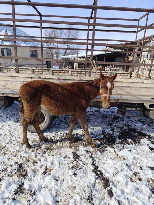 Тай сатылады қолға үйретілген