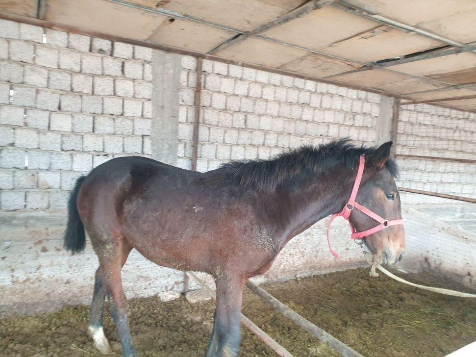 Киргиз той Лошадь