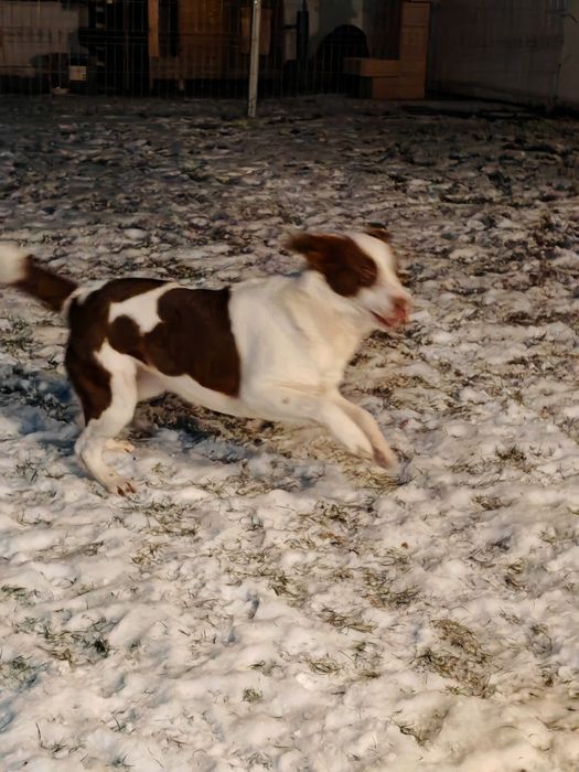 Cățel jucăuș își caută o familie iubitoare