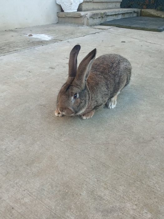 Iepure Uriaș German mascul