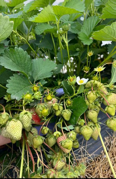 Качествен разсад ягоди