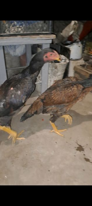 Дакан, бойцовский. Шамо