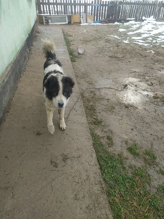 Ит сатылады 1 жастан асқан