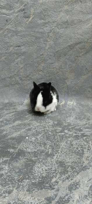 Дикаративный карликовый кролики