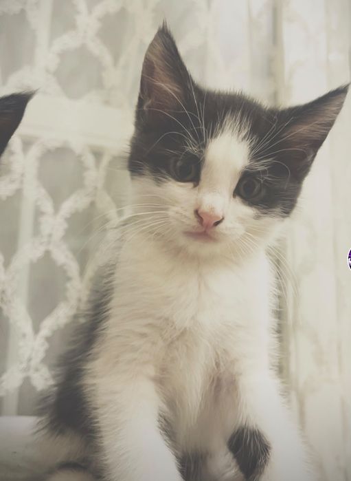 котята бесплатно