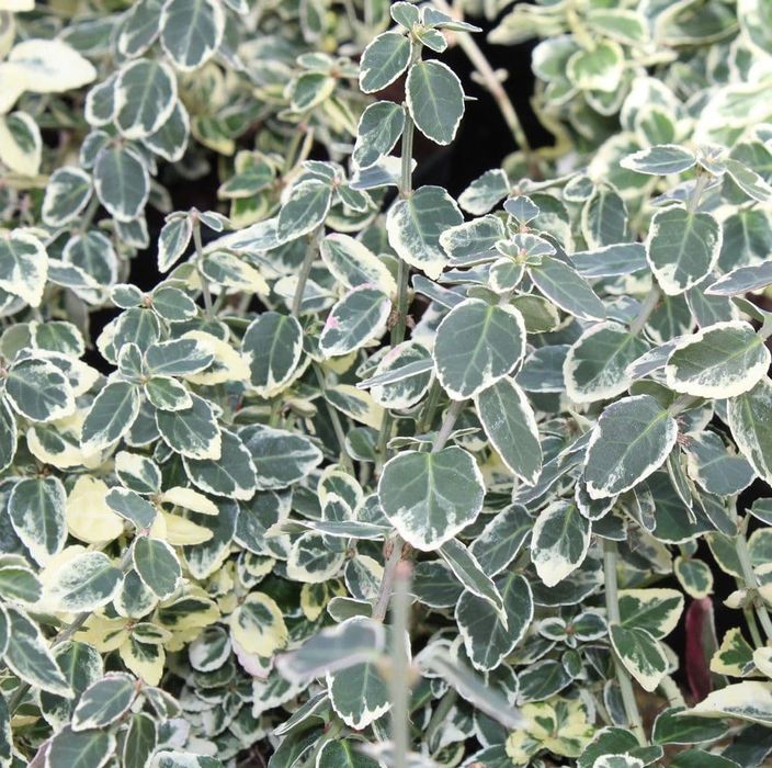 Euonymus La Ghiveci