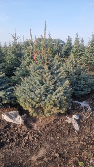 Голубые ели, сосны, туи