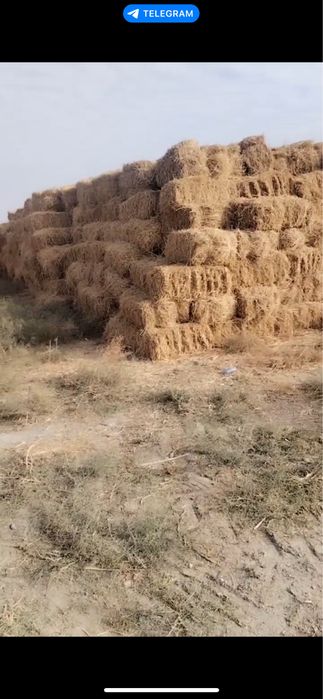 Беда сотилади 4000 кип.