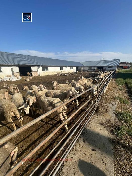 Пром. помещение в Плевен, област-с.Любеново площ 2568 цена 150000