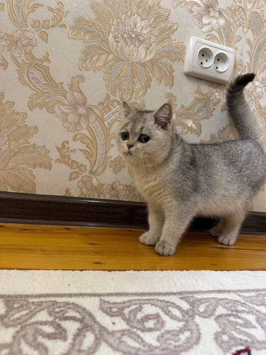 Britanski skotish fold ( strayd) shinshila