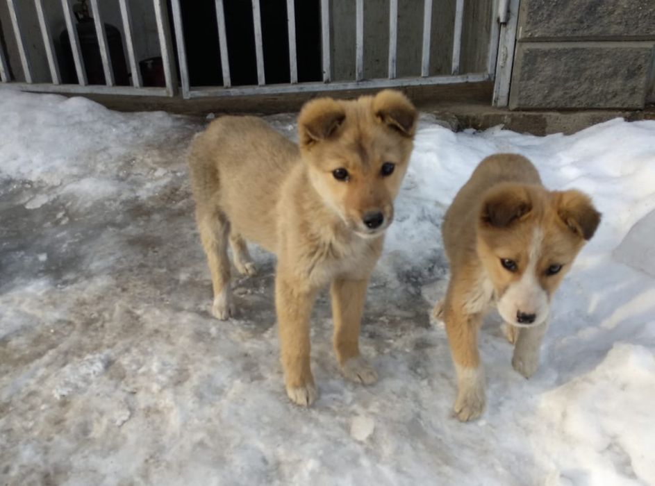 Щенки мальчик и девочка