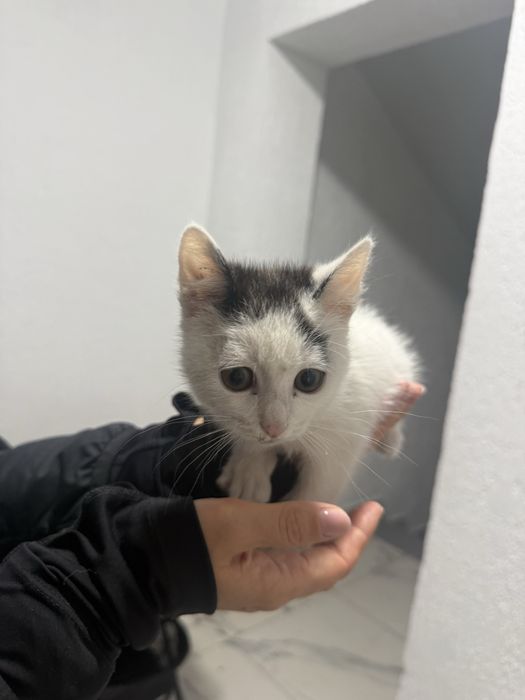 Отдам котенка в хорошие добрые руки