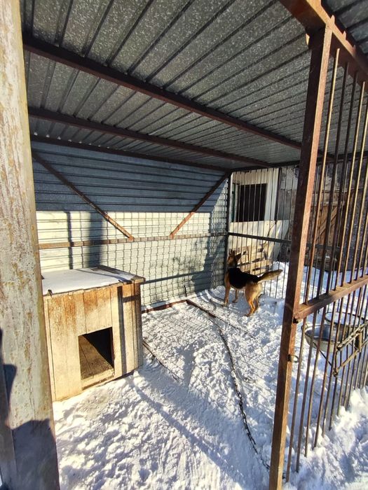 Вольер для собаки