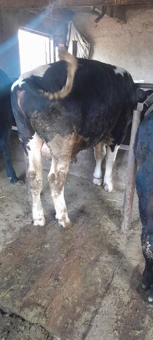 Продам бычков крупные