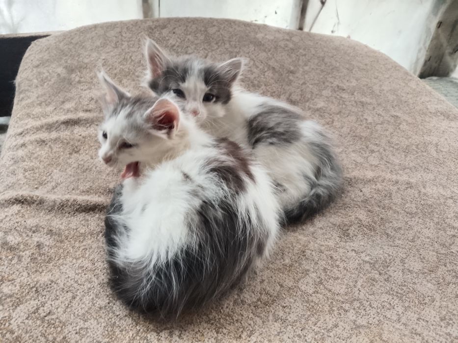 Котята в добрые руки Мальчики