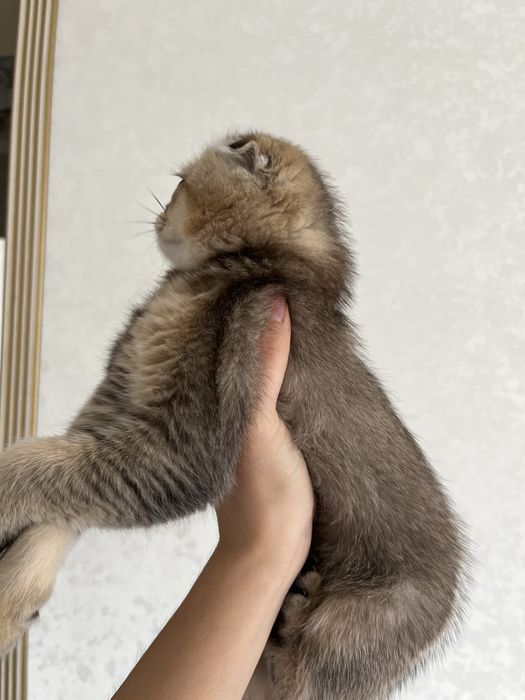 шотландская вислоухая котенок