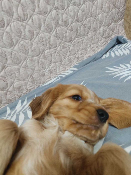 Продаются щенки английского кокера спаниеля