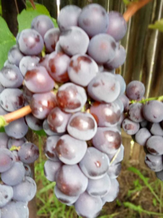 Продам дачу по 18 маршруту