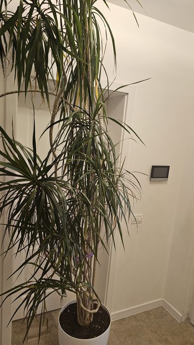 Vand Dracaena marginata (Dracaena cu frunze înguste),Vand Dracaena marginata (Dracaena cu frunze înguste)
