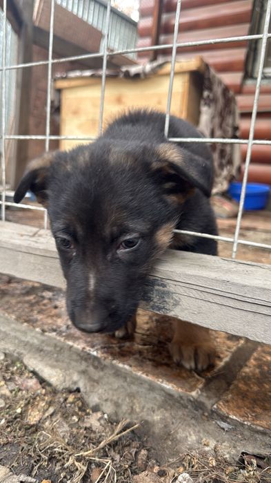 Продам собаку немецкую овчарку