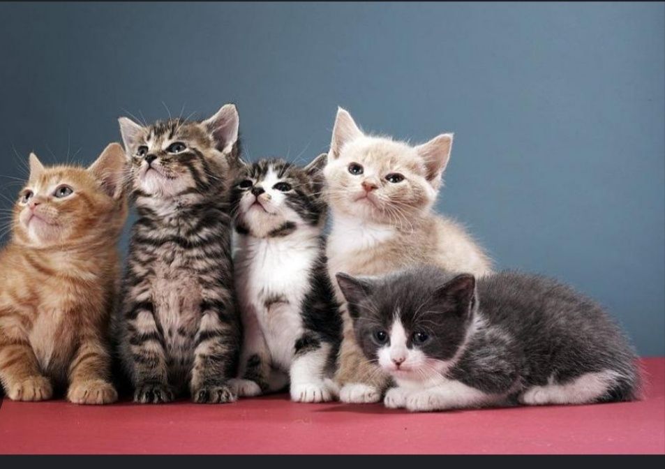 Хотел за вашите домашни любимци