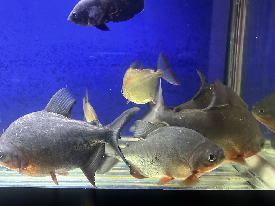 Большые Пиранья паку размер 28-30 см 4 шт