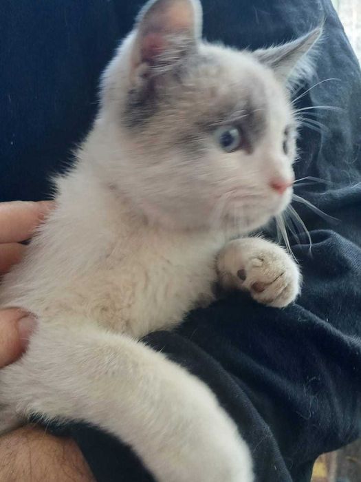Отдам котенка в добрые руки