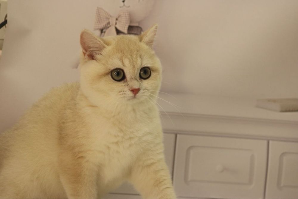 Девочка ау12 британка