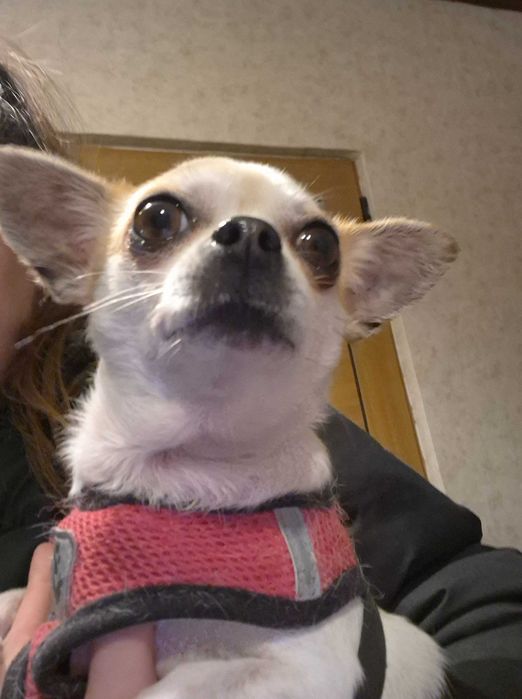 Продавам куче много дружелюбно