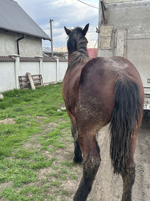 Vand o manza si un manz